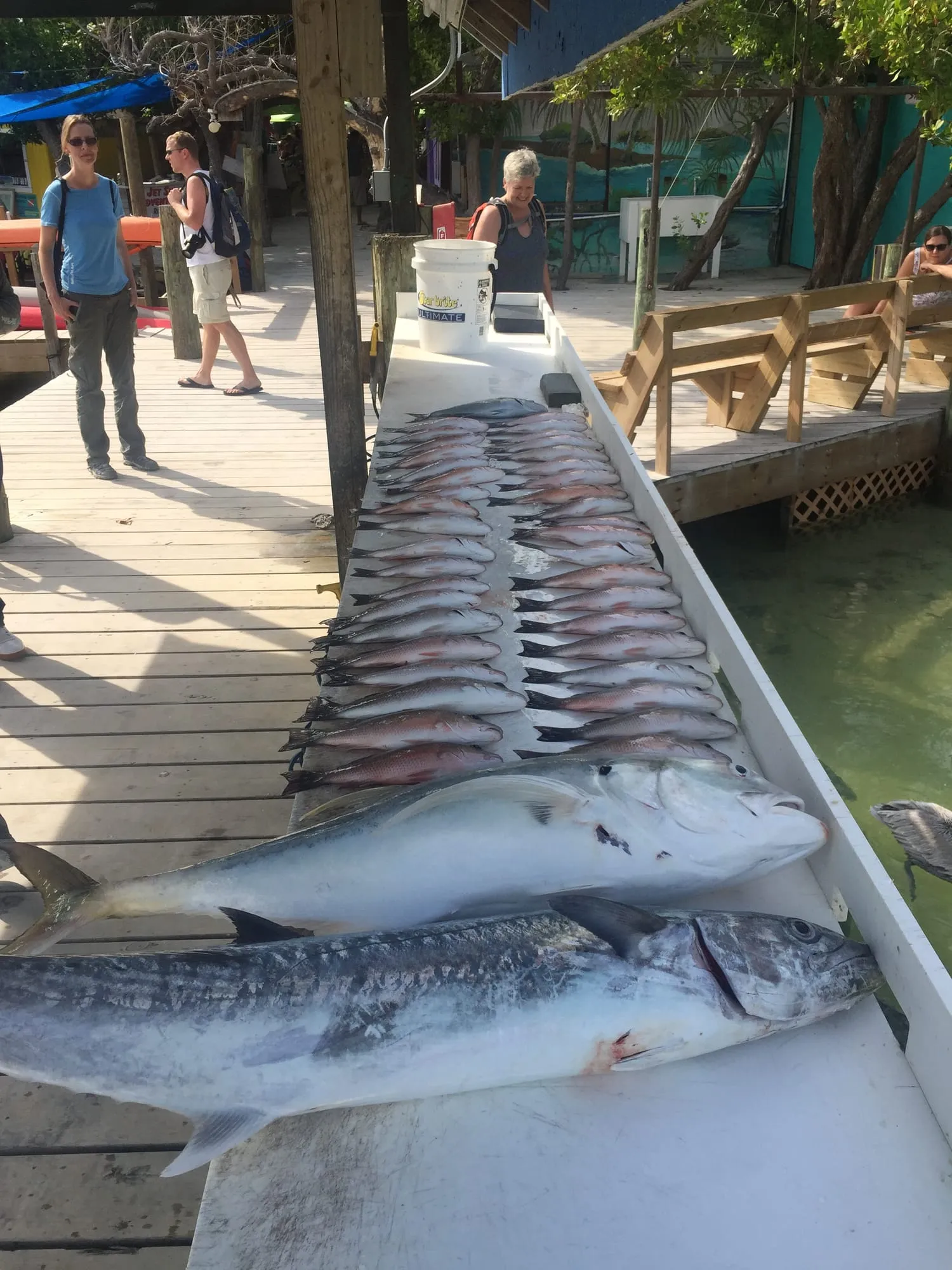 Catch of snapper and a cobia laid out on the dock
